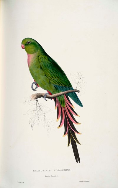 Polytelis Alexandrae by Edward Lear